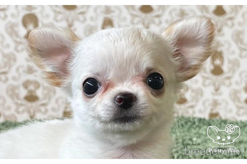 成約済の愛知県のチワワ(ロングコート)-170466